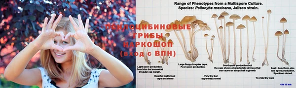 mdpv Медвежьегорск